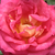 Roșu - galben - Trandafir teahibrid - Rebecca®